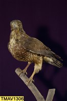 鳳頭蒼鷹藏品圖，第1張